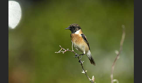 Schwarzkehlchen (Saxicola torquata)