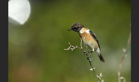 Schwarzkehlchen (Saxicola torquata)