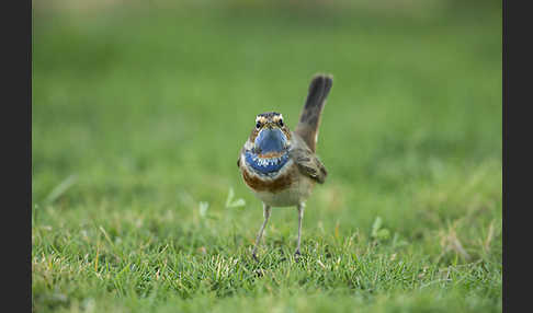 Rotsterniges Blaukehlchen (Luscinia svecica svecica)