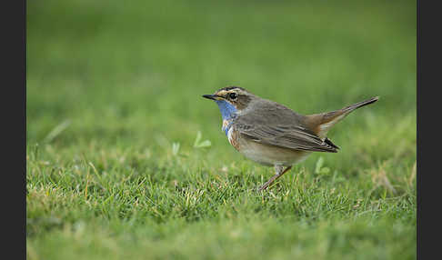 Rotsterniges Blaukehlchen (Luscinia svecica svecica)