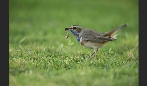 Rotsterniges Blaukehlchen (Luscinia svecica svecica)