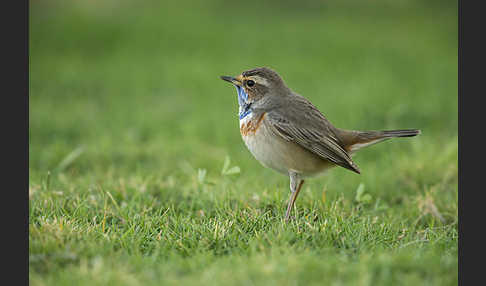 Rotsterniges Blaukehlchen (Luscinia svecica svecica)