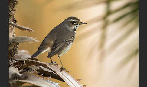 Rotsterniges Blaukehlchen (Luscinia svecica svecica)