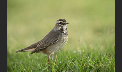 Rotsterniges Blaukehlchen (Luscinia svecica svecica)