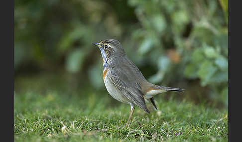 Rotsterniges Blaukehlchen (Luscinia svecica svecica)