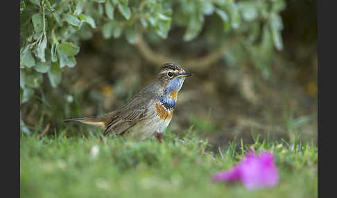 Rotsterniges Blaukehlchen (Luscinia svecica svecica)