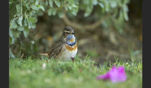 Rotsterniges Blaukehlchen (Luscinia svecica svecica)