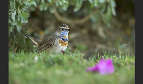 Rotsterniges Blaukehlchen (Luscinia svecica svecica)