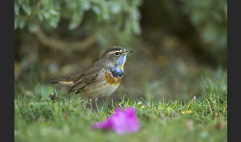 Rotsterniges Blaukehlchen (Luscinia svecica svecica)