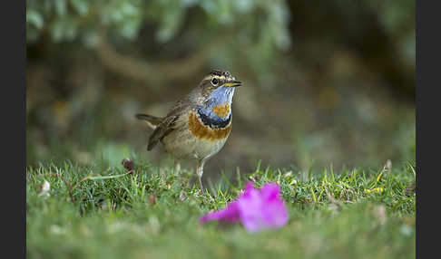 Rotsterniges Blaukehlchen (Luscinia svecica svecica)