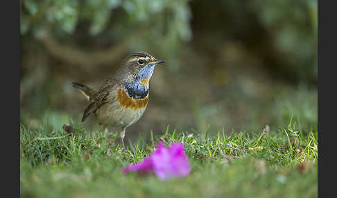 Rotsterniges Blaukehlchen (Luscinia svecica svecica)