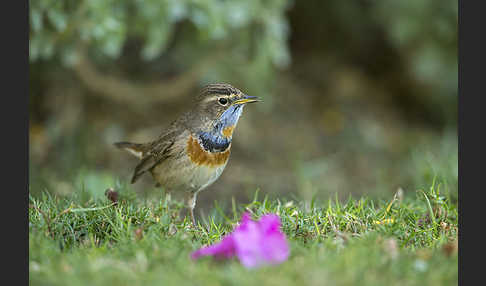 Rotsterniges Blaukehlchen (Luscinia svecica svecica)