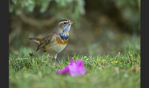 Rotsterniges Blaukehlchen (Luscinia svecica svecica)