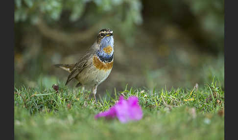 Rotsterniges Blaukehlchen (Luscinia svecica svecica)