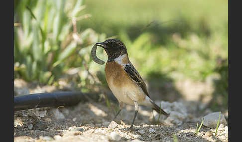 Schwarzkehlchen (Saxicola torquata)