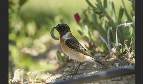 Schwarzkehlchen (Saxicola torquata)