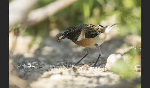 Schwarzkehlchen (Saxicola torquata)