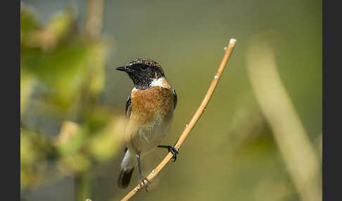 Schwarzkehlchen (Saxicola torquata)