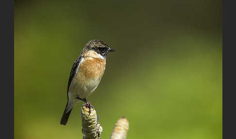 Schwarzkehlchen (Saxicola torquata)