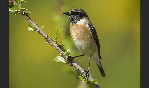 Schwarzkehlchen (Saxicola torquata)