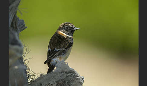 Schwarzkehlchen (Saxicola torquata)