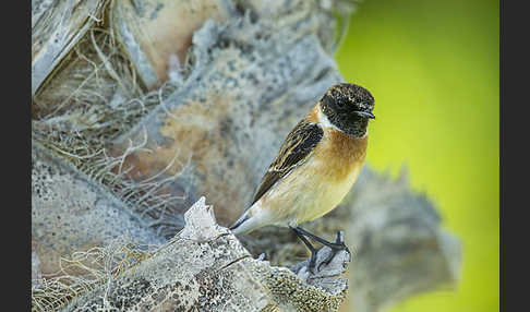 Schwarzkehlchen (Saxicola torquata)