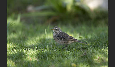 Bergpieper (Anthus spinoletta)