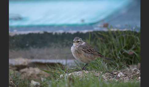 Bergpieper (Anthus spinoletta)