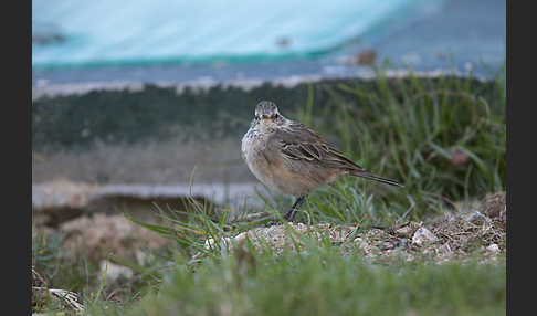 Bergpieper (Anthus spinoletta)