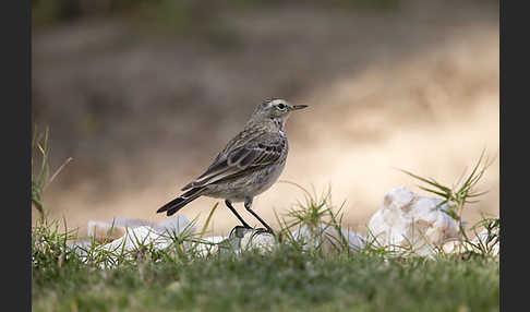 Bergpieper (Anthus spinoletta)