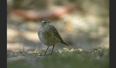 Bergpieper (Anthus spinoletta)