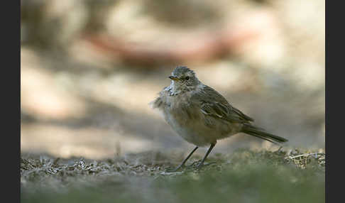 Bergpieper (Anthus spinoletta)