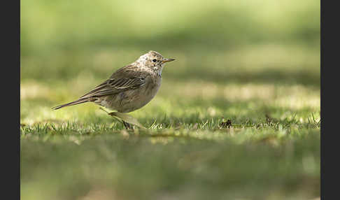 Bergpieper (Anthus spinoletta)