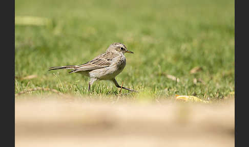 Bergpieper (Anthus spinoletta)