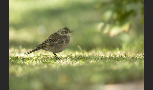 Bergpieper (Anthus spinoletta)