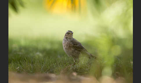 Bergpieper (Anthus spinoletta)