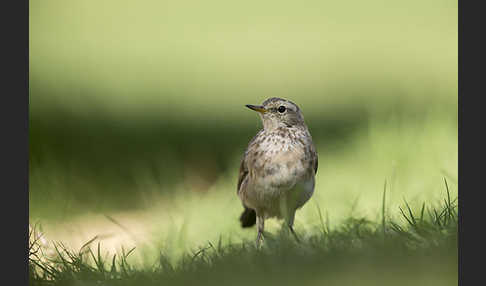 Bergpieper (Anthus spinoletta)