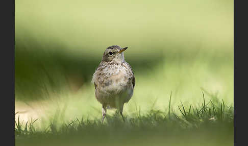 Bergpieper (Anthus spinoletta)