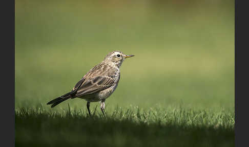 Bergpieper (Anthus spinoletta)