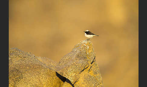 Schwarzrückensteinschmätzer (Oenanthe lugens)