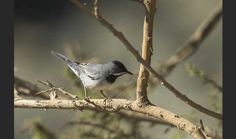 Maskengrasmücke (Curruca ruppeli)