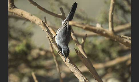 Maskengrasmücke (Curruca ruppeli)