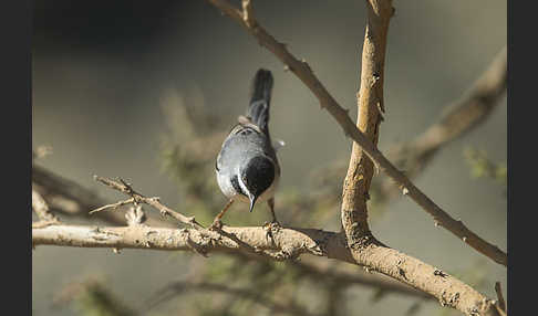 Maskengrasmücke (Curruca ruppeli)