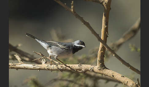 Maskengrasmücke (Curruca ruppeli)