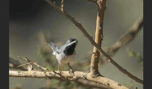 Maskengrasmücke (Curruca ruppeli)