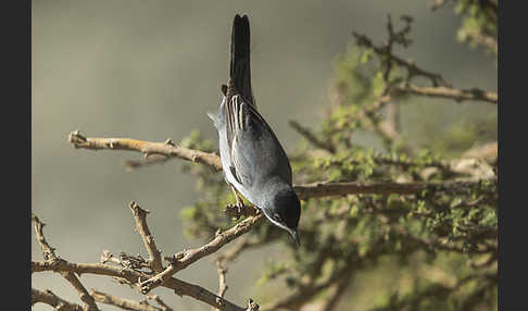 Maskengrasmücke (Curruca ruppeli)