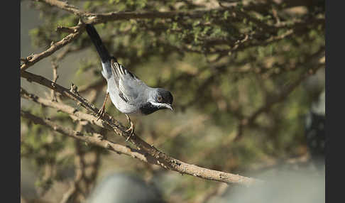 Maskengrasmücke (Curruca ruppeli)