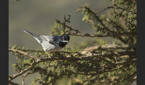 Maskengrasmücke (Curruca ruppeli)