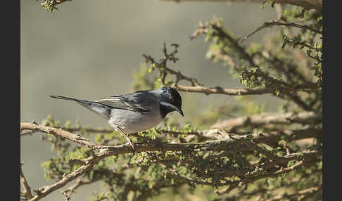 Maskengrasmücke (Curruca ruppeli)