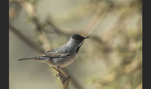 Maskengrasmücke (Curruca ruppeli)